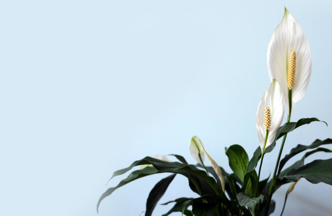 Тематическое фото unsplash.com