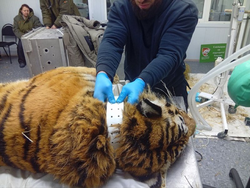 Тигр на обследовании тг-канал (18+) Центра &quotАмурский тигр&quot