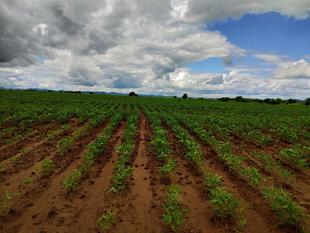 соевое  поле ИА ЕАОMedia Елена Гиневская