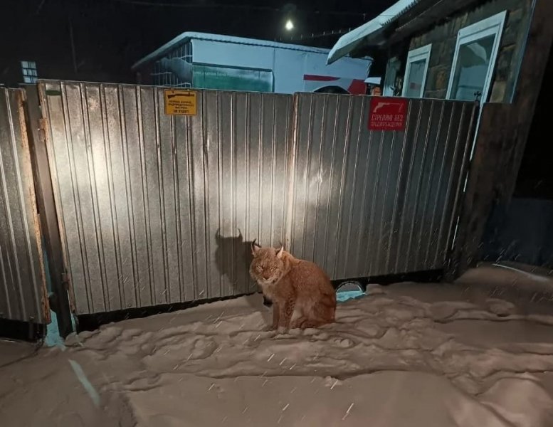 Пресс-служба УМВД России по Приморскому краю