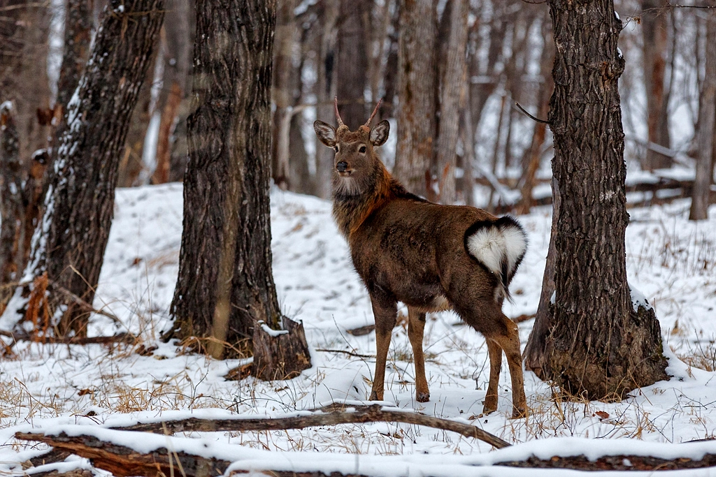 Животные в национальном парке &quotЗемля леопарда&quot ИА PrimaMedia