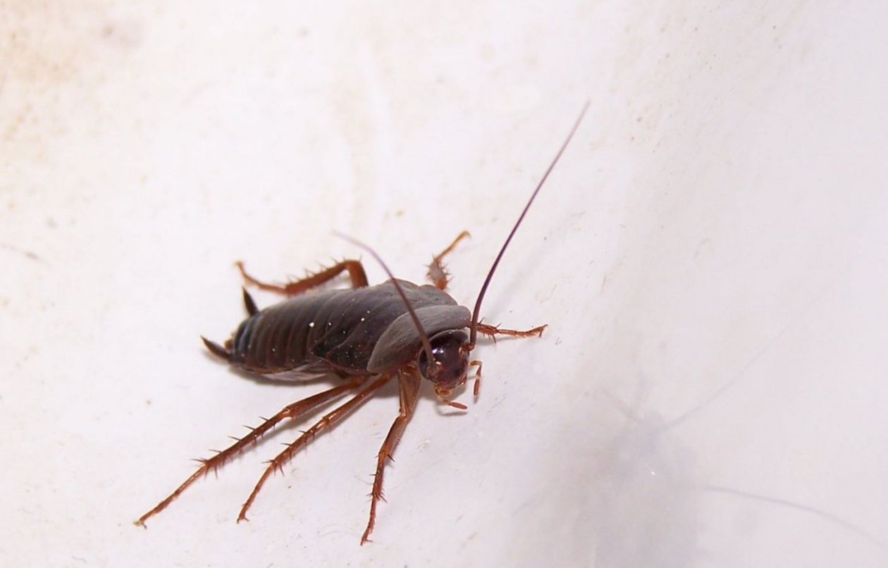 Тематическое фото pxhere.com