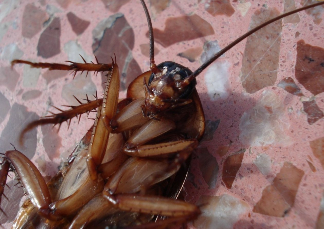 Тематическое фото pxhere.com