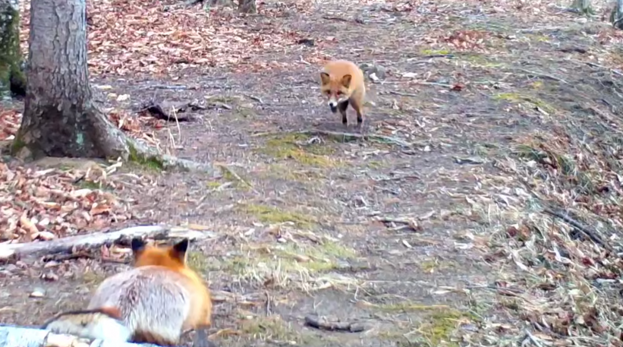 Беззаботный игры лисиц Скриншот видео фотоловушки национального парка &quotЗемля леопарда&quot