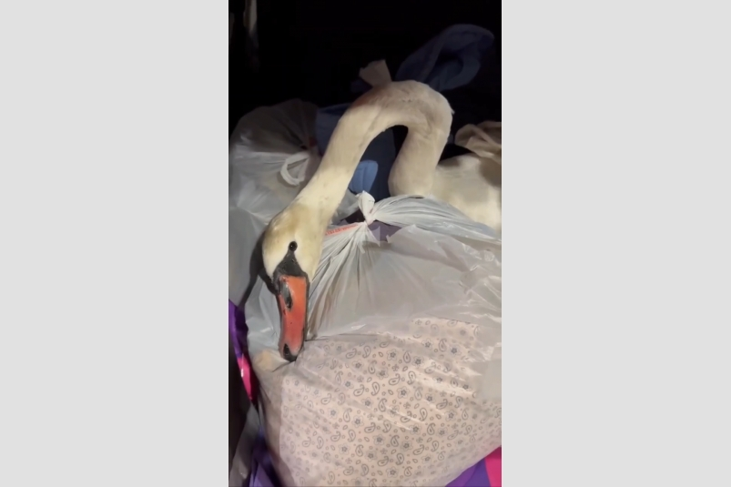 Белого лебедя ночью спасли волонтеры на Ставрополье Волонтеры фонда &quotКончег&quot