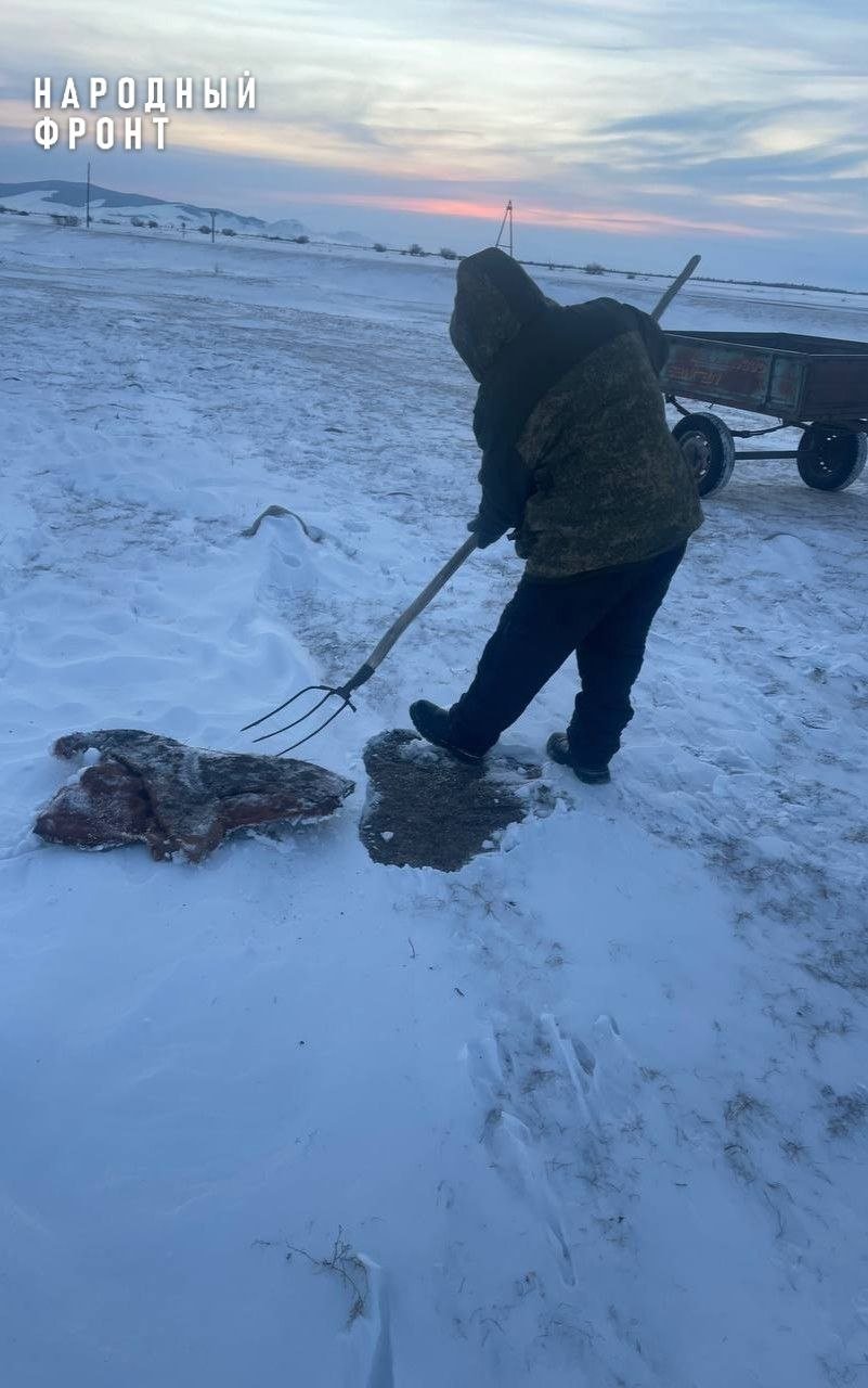 В Бурятии ликвидировали следы скотомогильника в степи Народный фронт