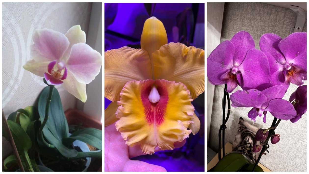 Моим орхидеям уже 16 лет, а балуют бутонами круглый год: даю чек-лист по уходу ИА KrasnodarMedia
