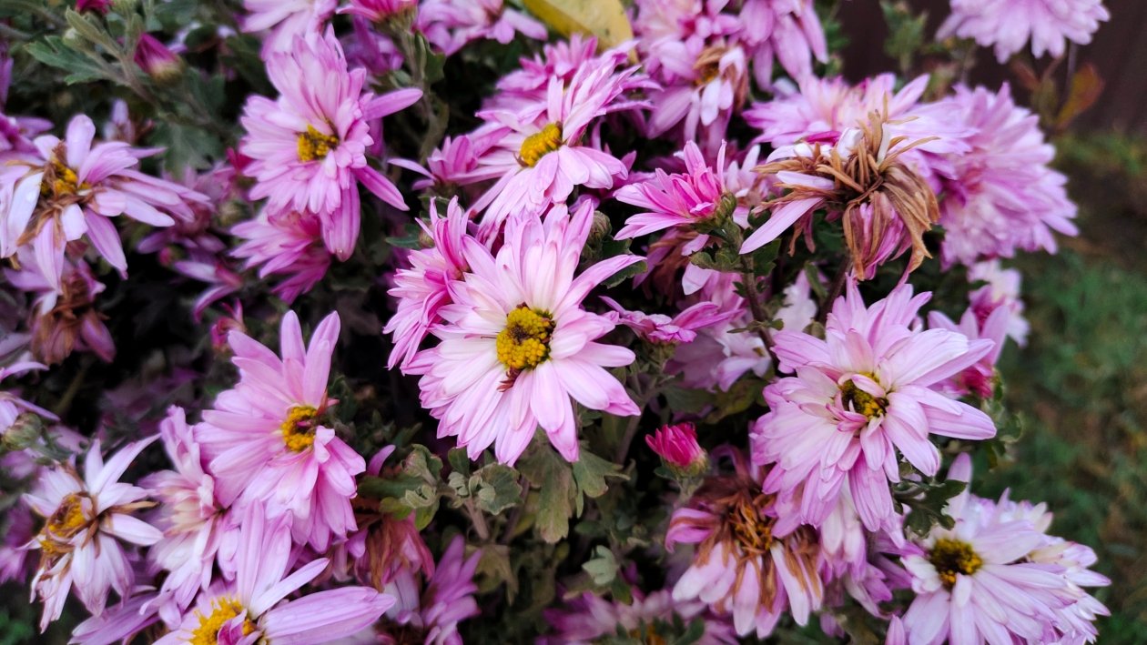 Цветы Автора