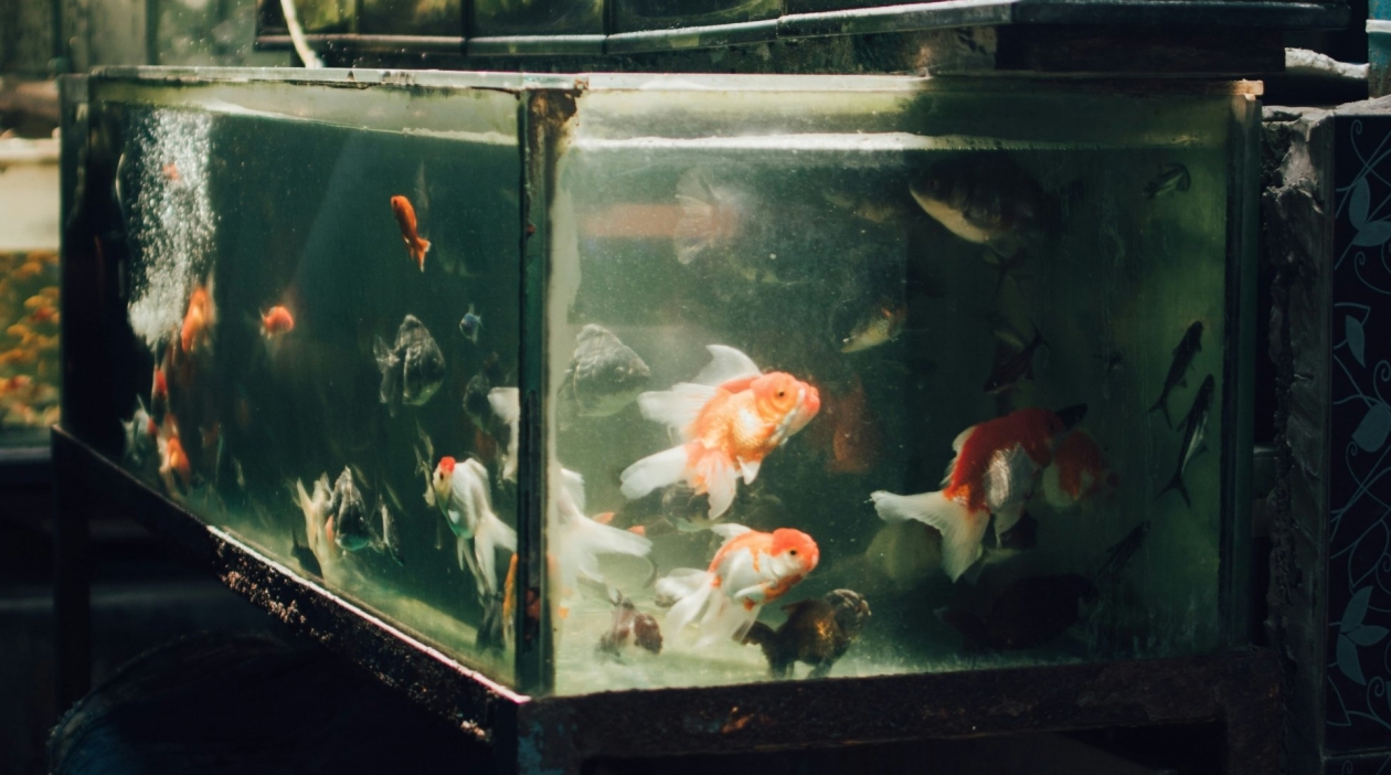 Сколько на самом деле живут аквариумные рыбки: ветеринар сказал то, о чём молчат продавцы shot ed / unsplash