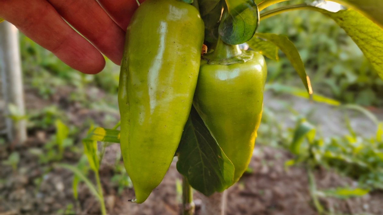 Перец Автора