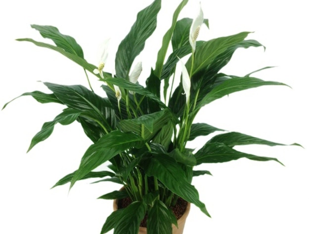 pxhere.com pxhere.com