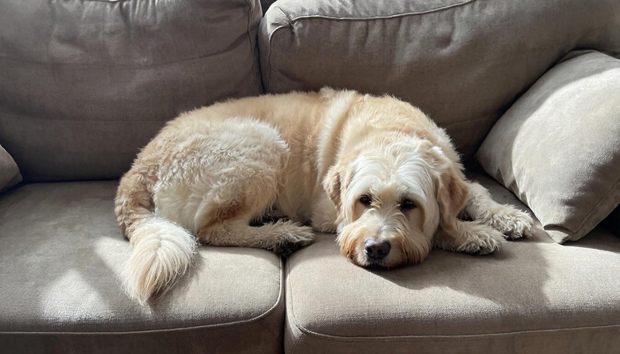 5 идеальных пород собак для квартиры: умные, тихие и преданные ИИ Kandinsky (18+)