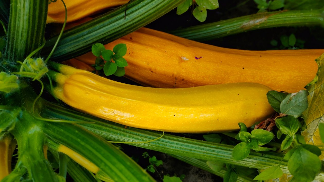 Кабачки Автора