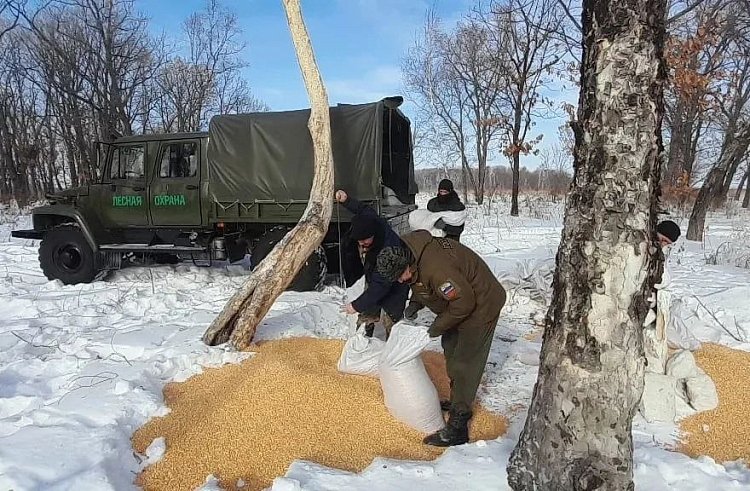 60 мешков кукурузы и соль-лизунец доставили для подкормки копытных в Приморье Министерство лесного хозяйства, охраны окружающей среды, животного мира и природных ресурсов Приморского края