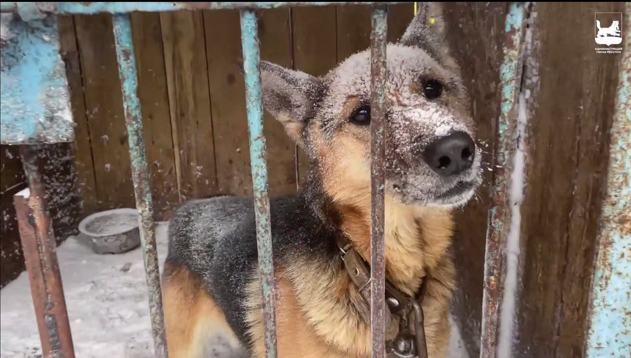 Мэрия Иркутска напомнила о правилах поведения при встрече с безнадзорными собаками Пресс-служба администрации Иркутска