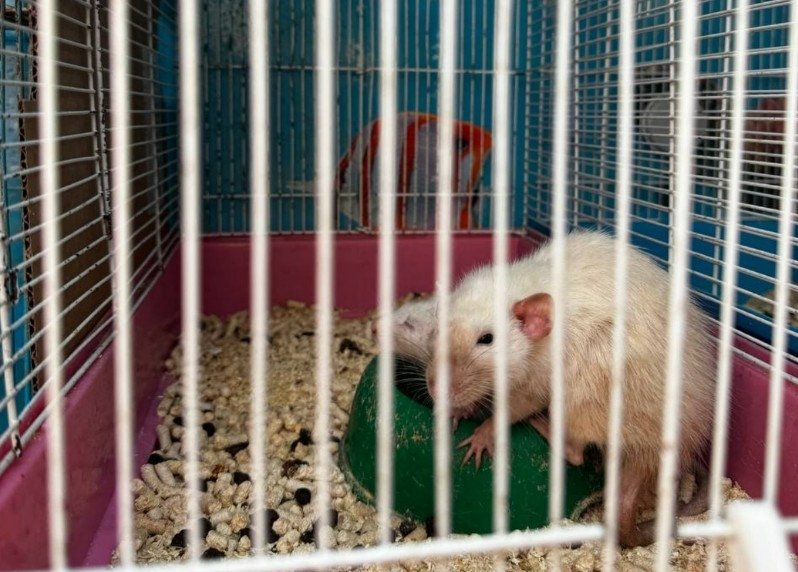 Тематическое фото t.me/prim_ray