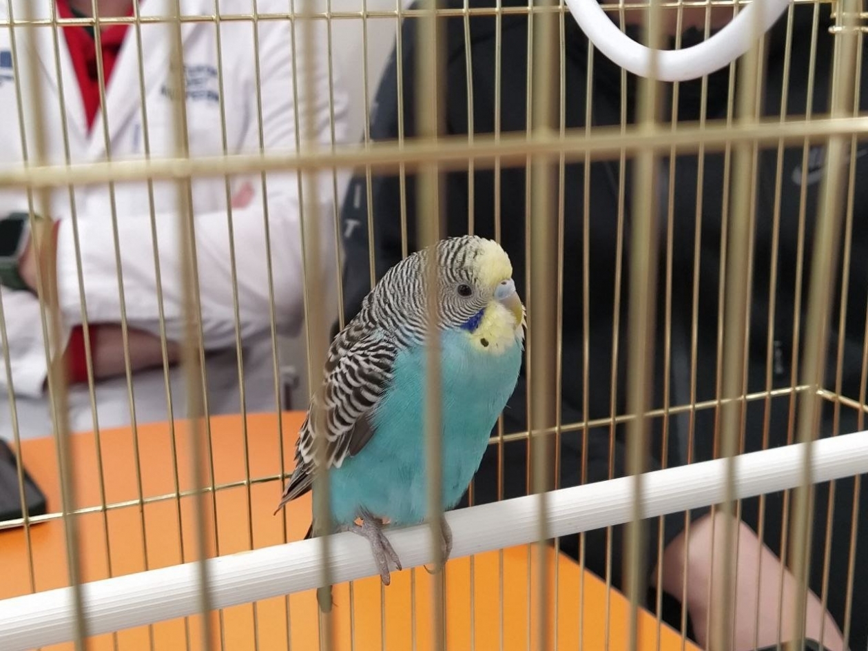 В Бурятии в больнице скорой помощи поселился попугай БСМП им. В.В. Ангапова