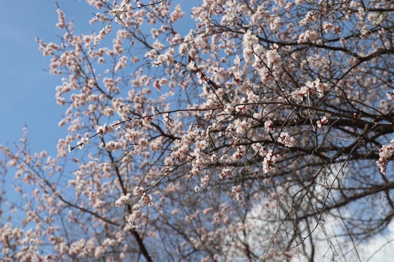Ботанический сад ИГУ внесли в перечень объектов федерального значения Пресс-служба ИГУ