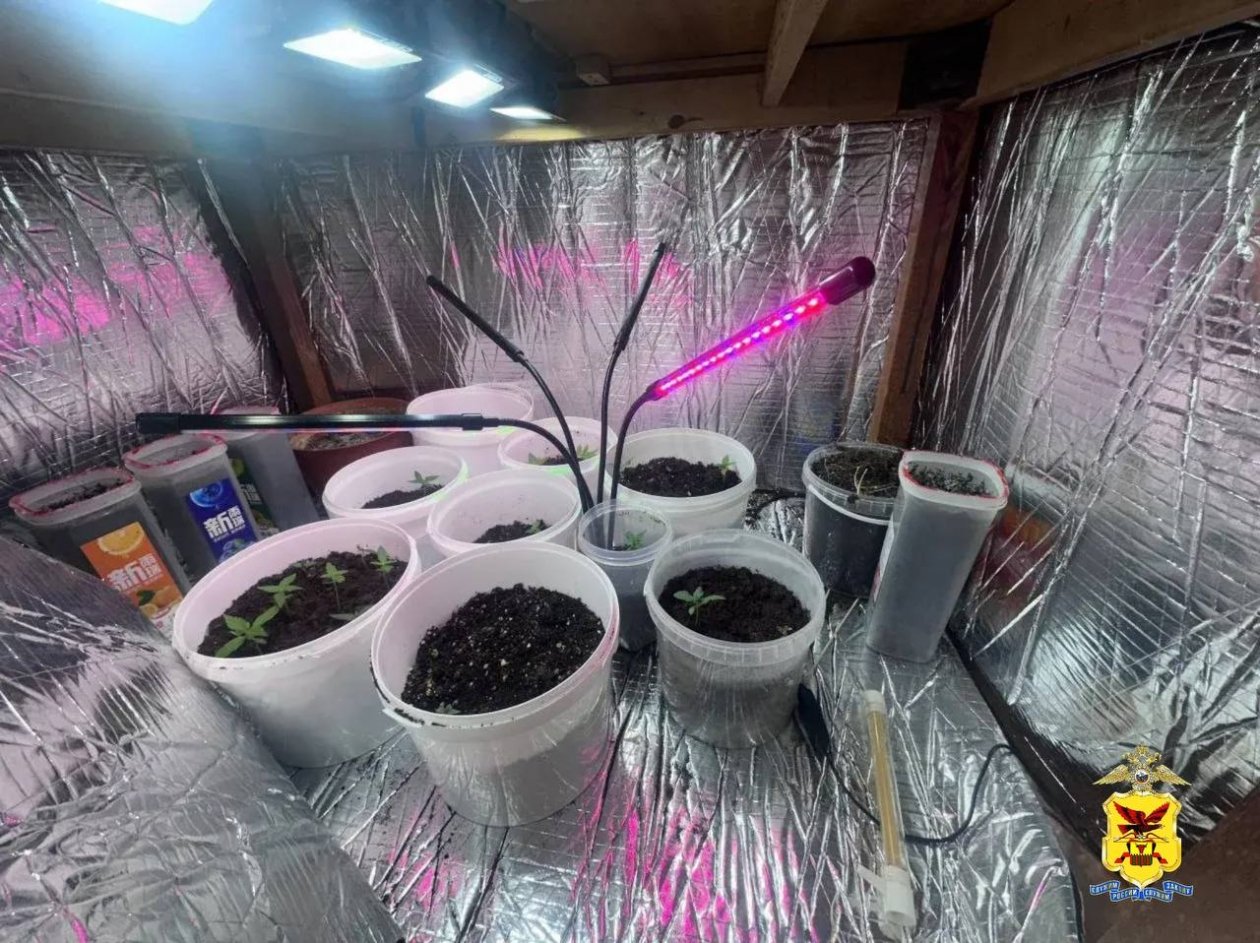 Выращивание наркотического растения тг-канал (18+) УМВД по Забайкалью