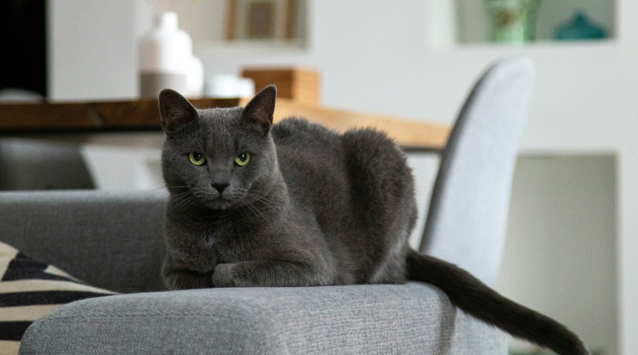 Эти кошки под запретом: какие породы нельзя держать в квартире - список Milada Vigerova / unsplash