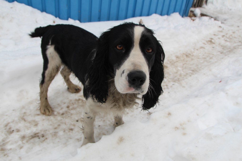 собака Евгения Микушина, ИА UssurMedia