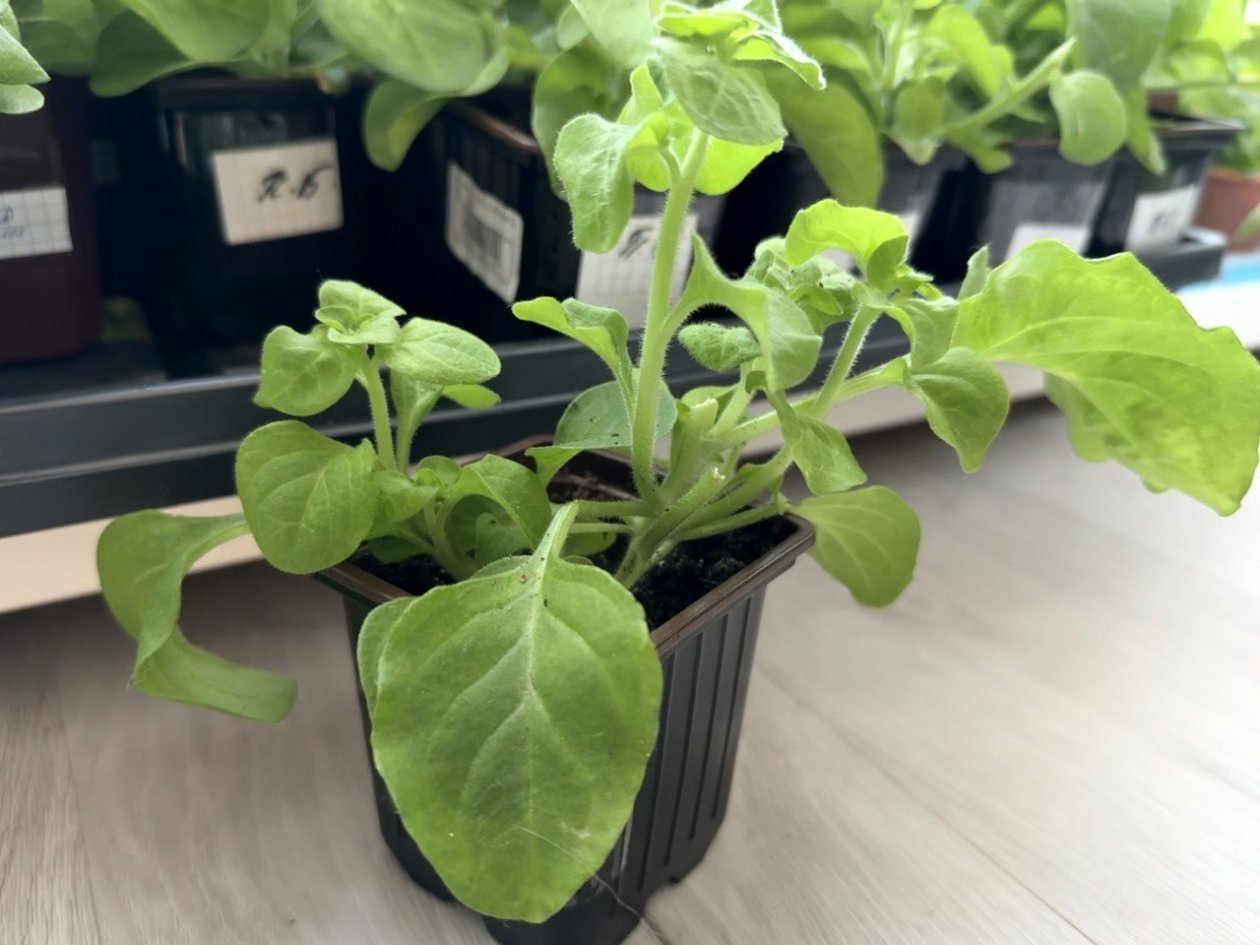 Рассада Марина Кудрявцева, ИА UssurMedia