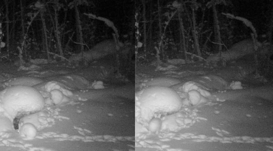 В Бурятии показали редкий кадр зимнего камуфляжа зайца-беляка &quotЗаповедное Подлеморье&quot