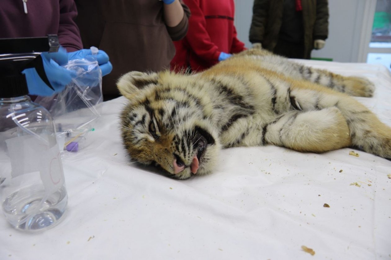 Спасенные тигрята тг-канал Центр &quotТигр&quot