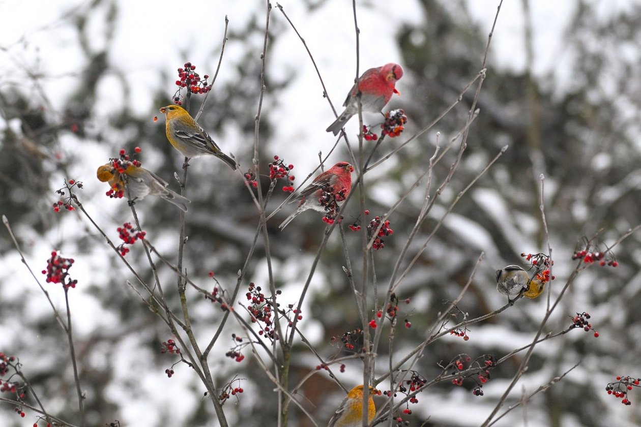 Редкие виды птиц снова замечены в лесах Москвы https://www.mos.ru