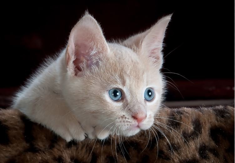 Тематическое фото pxhere.com