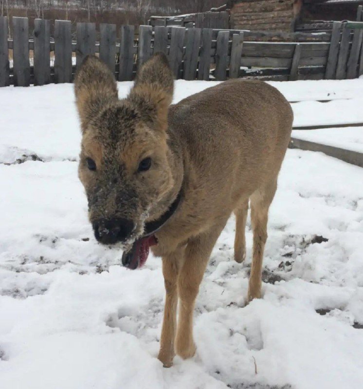 Косуля Дарьи Федоровой