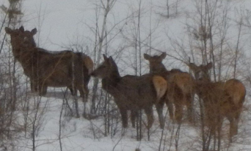 Группа изюбрей Александра Бузинова