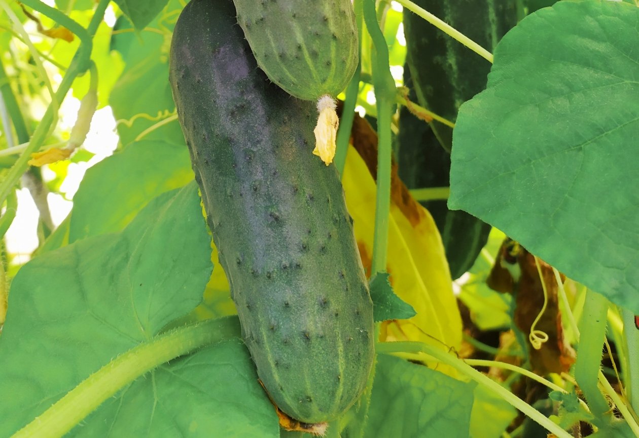 Огурцы Автора