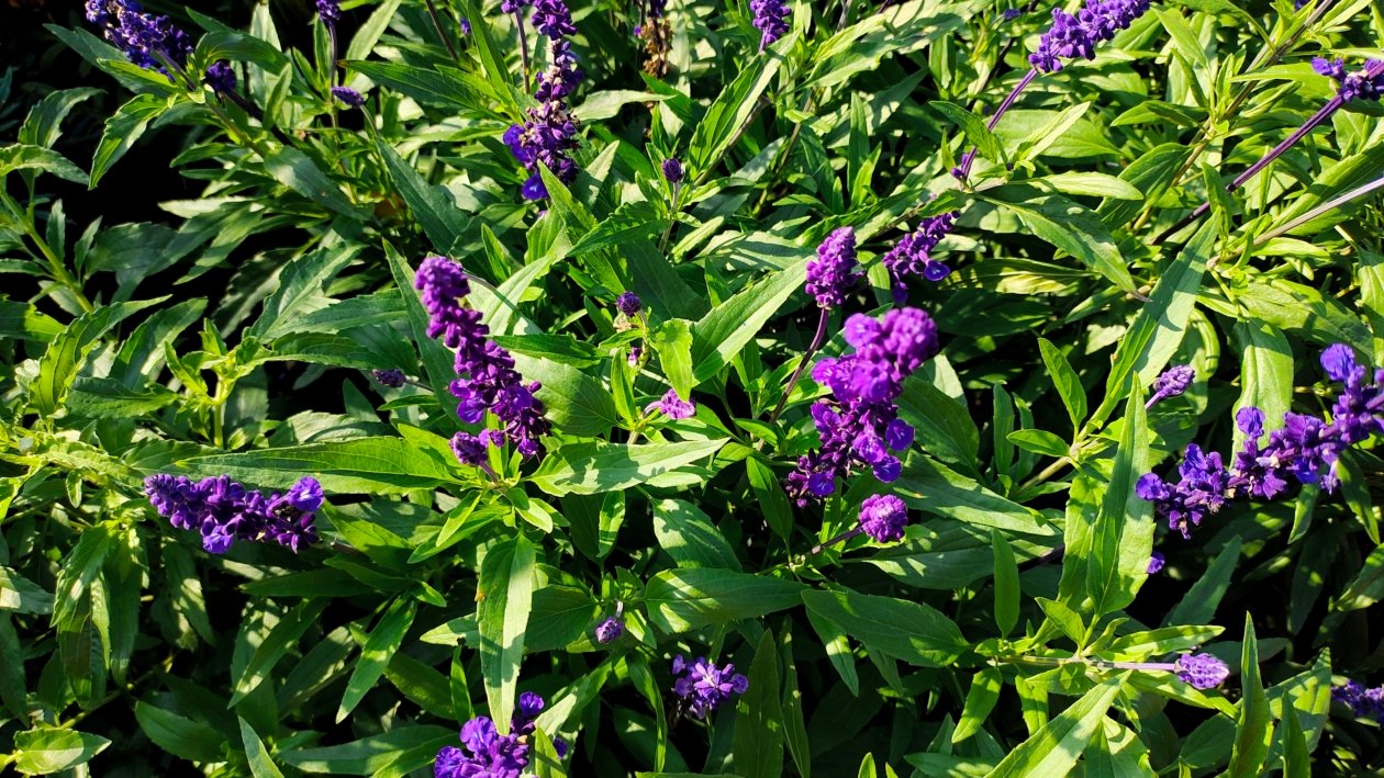 Растения Автора