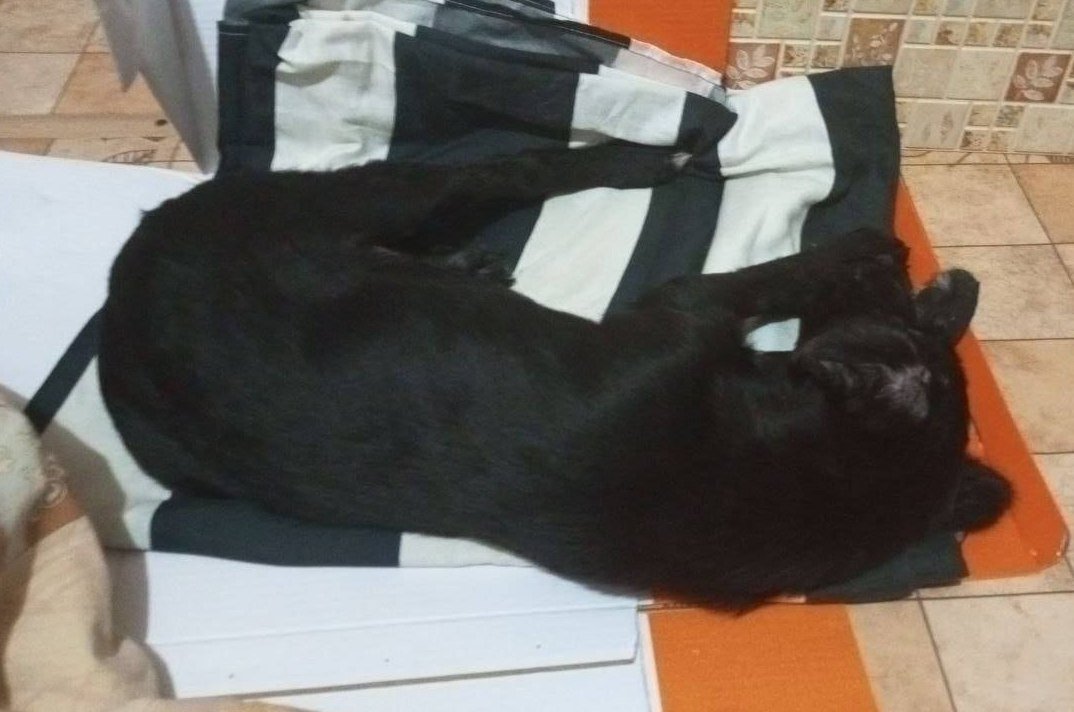 Tg-канал «NBS24» (18+)