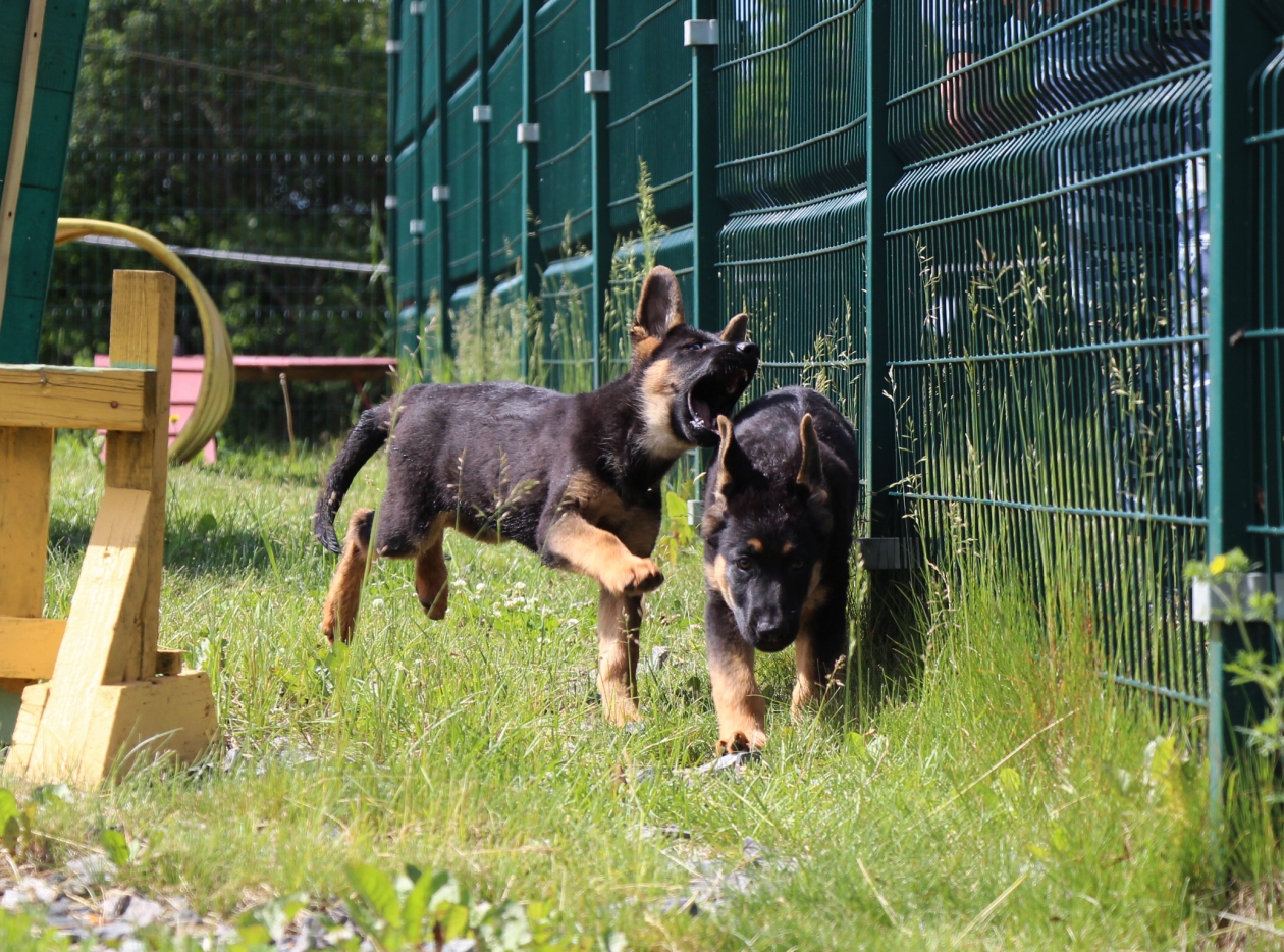 Моя собака была неуправляемой: всего 5 минут в день — и ее не узнать. Советы кинологической федерации Юлия Ковтун, ИА PrimaMedia