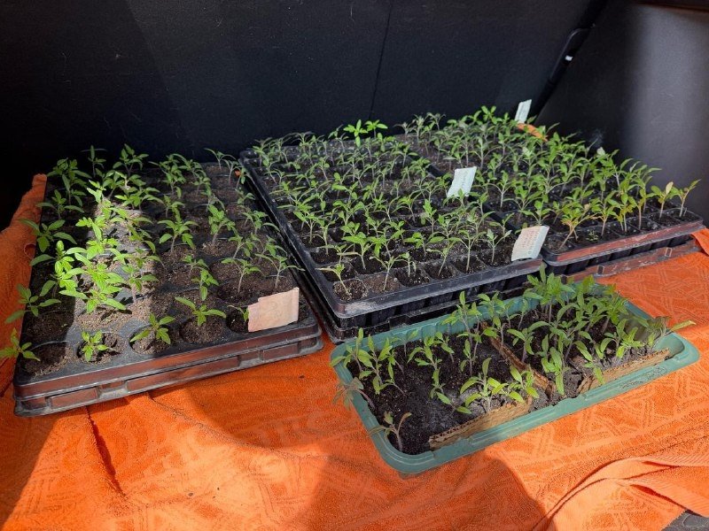 Тематическое фото Марина Кудрявцева, ИА UssurMedia