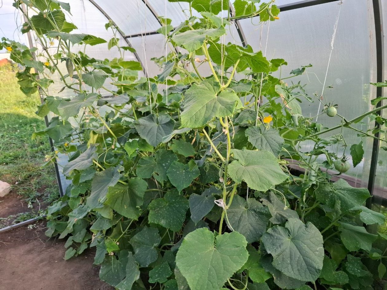 Огурцы ИА KrasnodarMedia