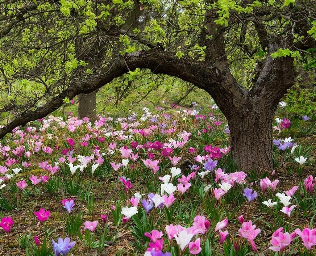 Не газон и не однолетники: что посадить в приствольный круг - ароматные, выносливые и тенелюбивые растения ИИ GigaChat (18+)