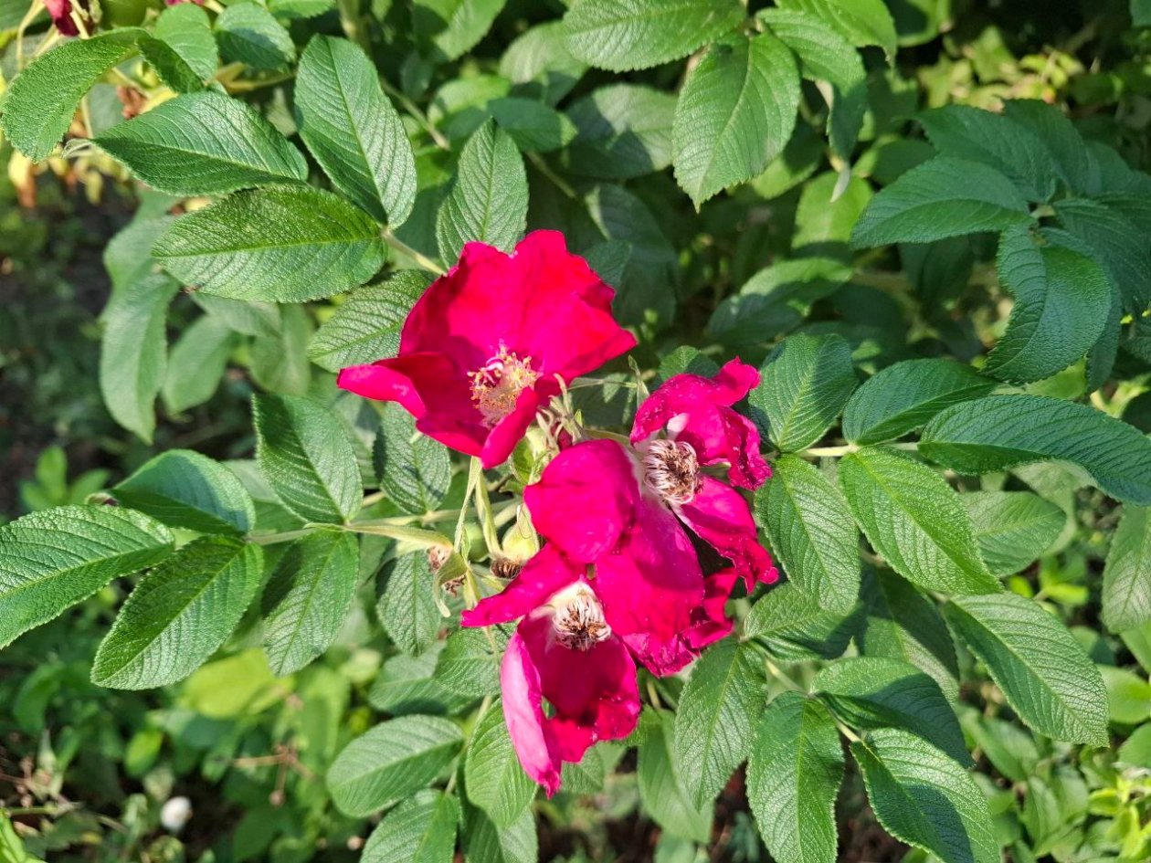 Шиповник Автора