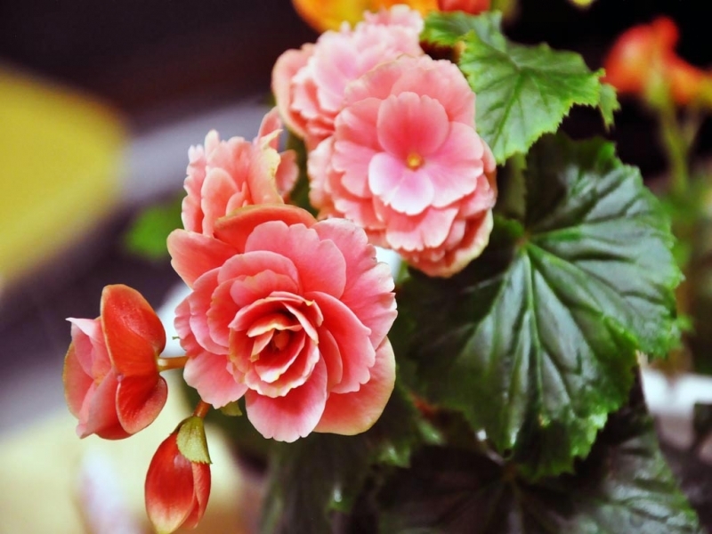 Посадите комнатные цветы на &quotгречневую диету&quot и они вознаградят вас шапками бутонов - калий, фосфор, магний обеспечен Мария Оленникова, ИА IrkutskMedia