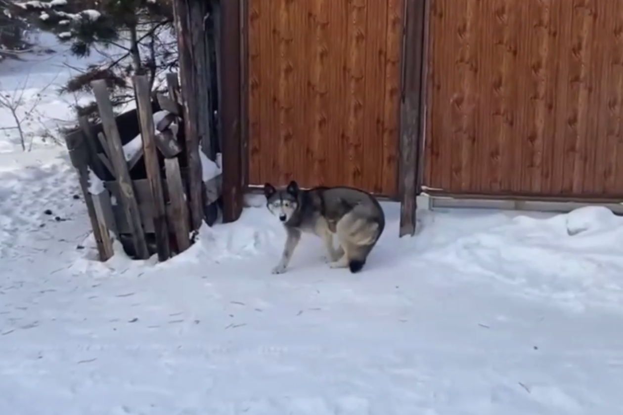 В Улан-Удэ усилили контроль за безнадзорными животными Комитет городского хозяйства