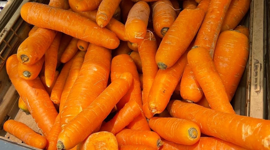 С такой морковью картошка не нужна: крупная, сочная, сладкая - и в суп, и к мясу, и на выпечку ИА StavropolMedia