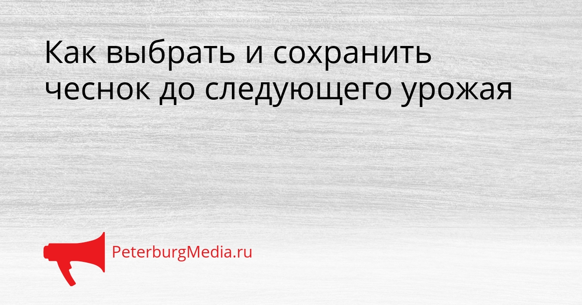 Как выбрать и сохранить чеснок до следующего урожая Сгенерировано