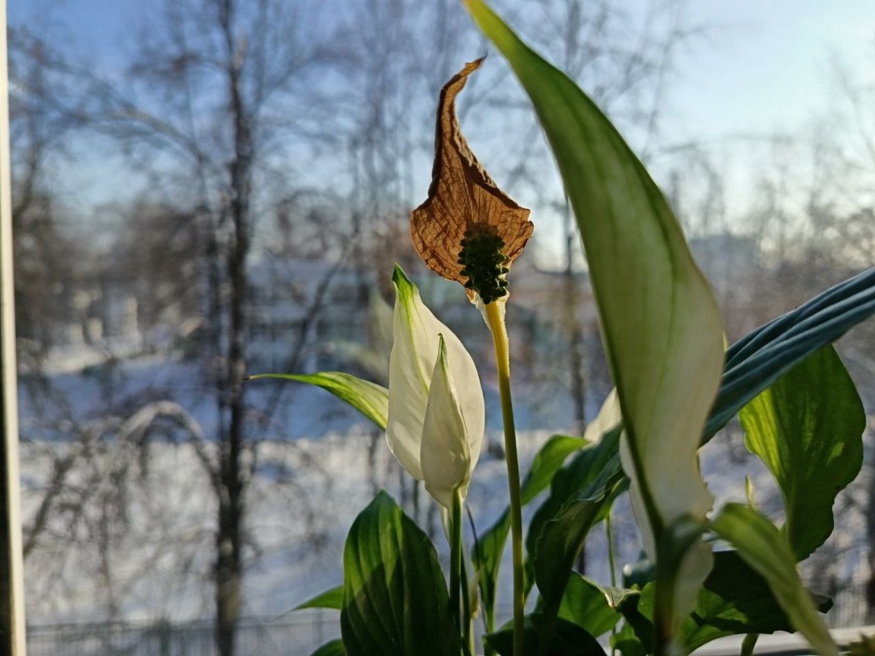 Чернеют листья и цветы спатифиллума зимой: 4 вероятные причины и как спасти женское счастье ИА StavropolMedia