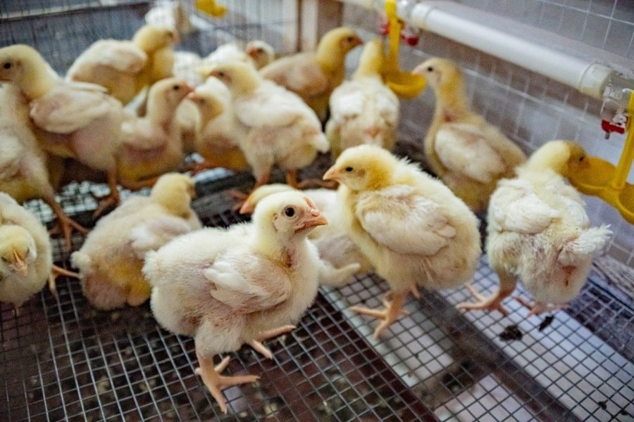 В регионе выросло производство мяса Правительство Севастополя