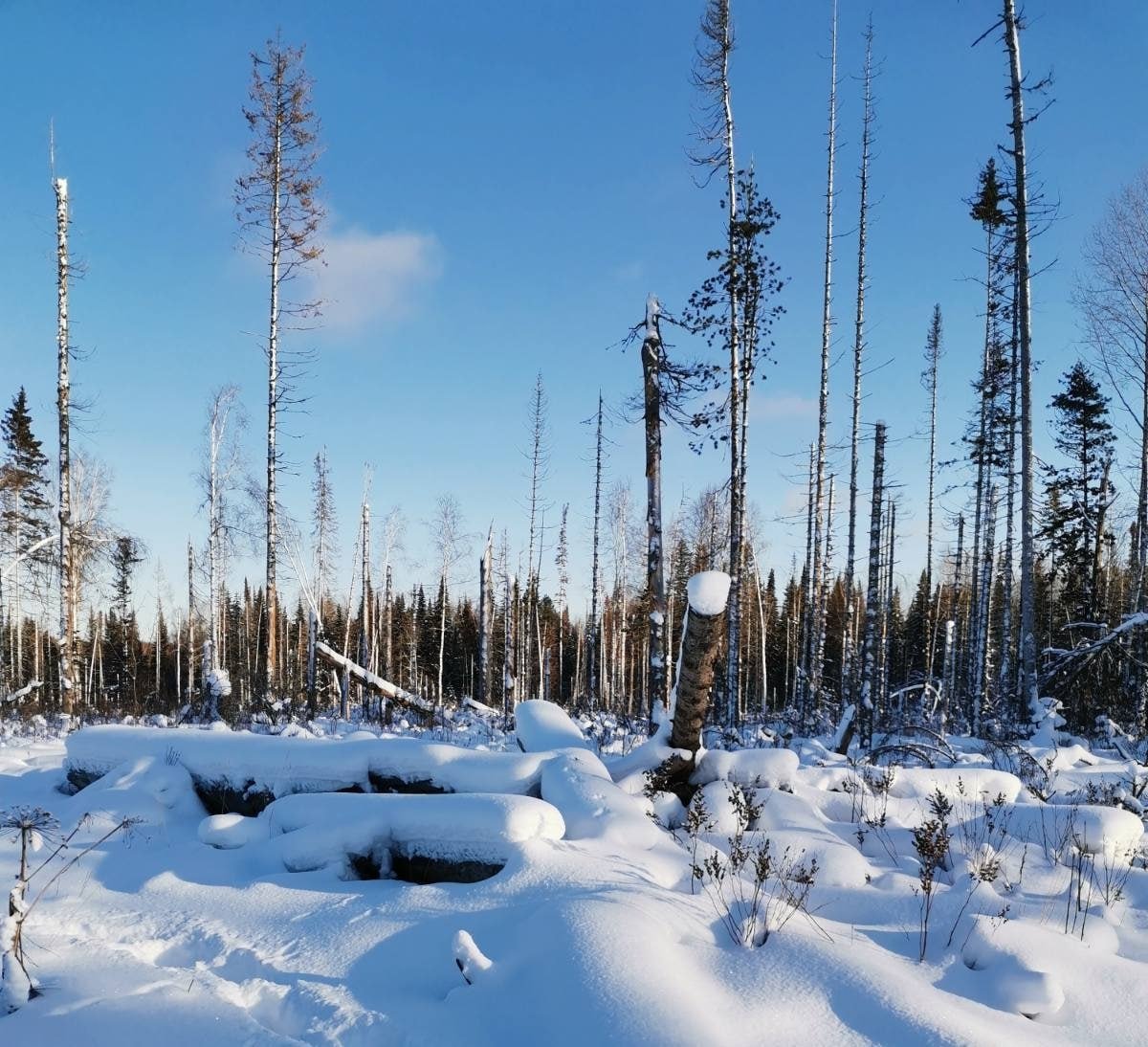 . пресс-служба прокуратуры Красноярского края