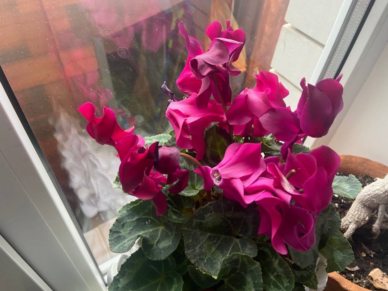 В феврале - мечта любого цикламена: 1 ч. л. в воду — бутонов не сосчитать, а листья ярко-зеленые ИА SevastopolMedia