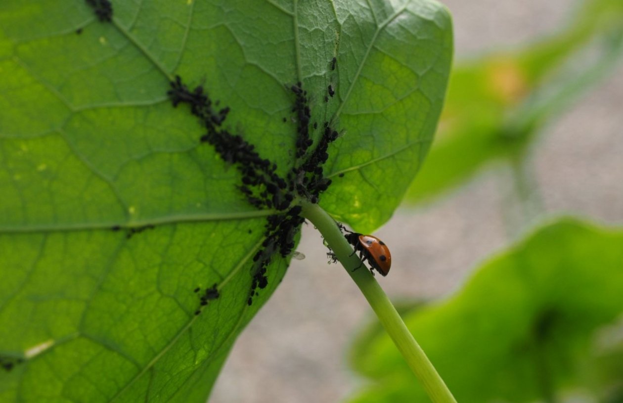 Тематическое фото pxhere.com