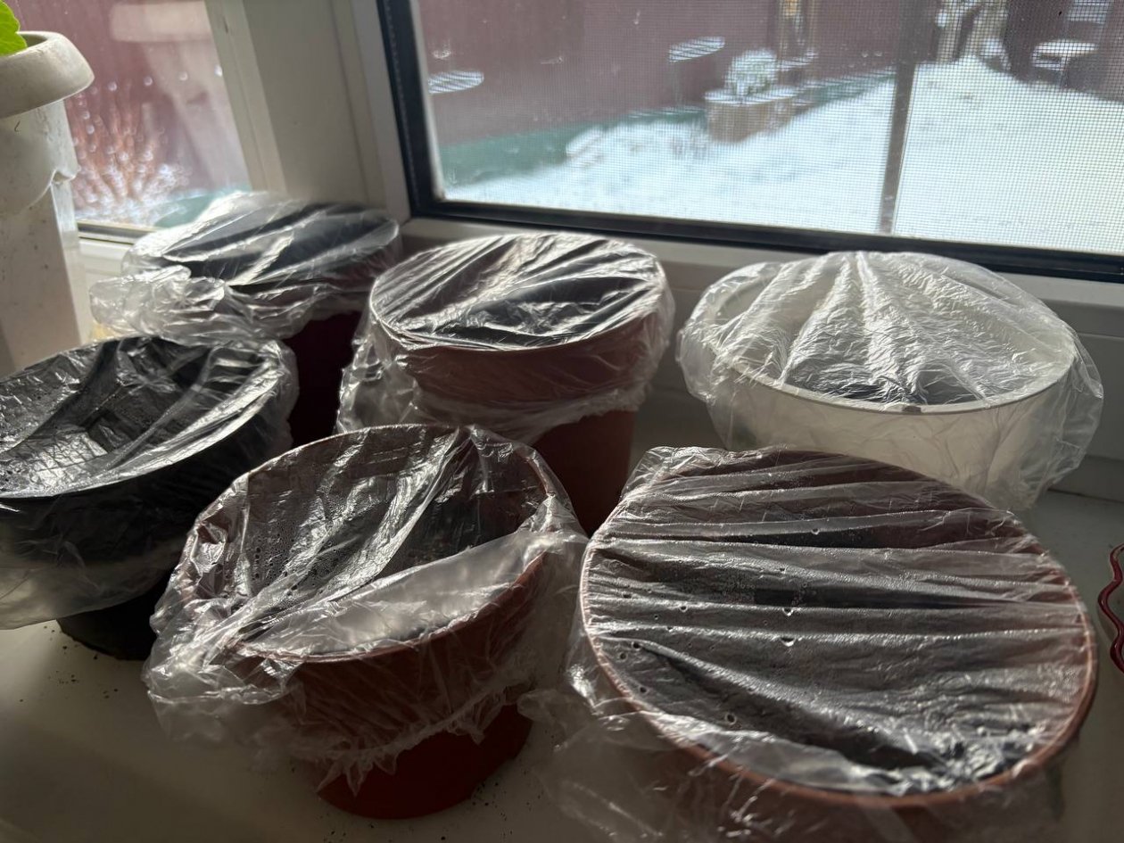 Дачники, сохраните: что посадить на рассаду в феврале 2026 - иначе голые грядки ИА KrasnodarMedia